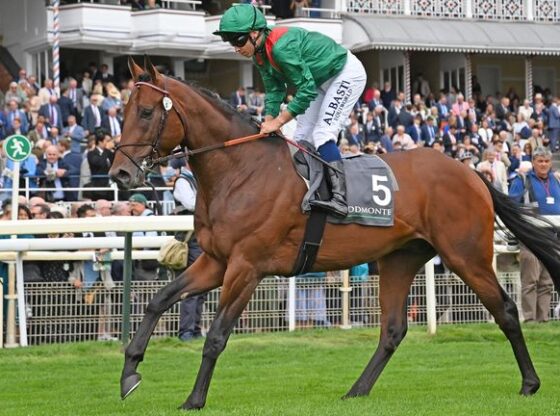 Daryz is Sam Boswell's Arc fancy. (Healy Racing)