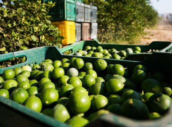 Plantación de limones en Michoacán