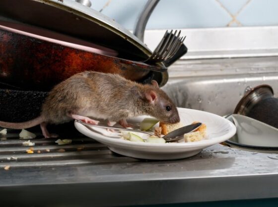 Mouse eating on a plate