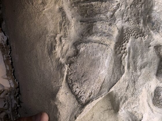 Scientists recreated in detail the appearance of the dinosaur Edmontosaurus annectens through specimens preserved thanks to a process of "mummification".