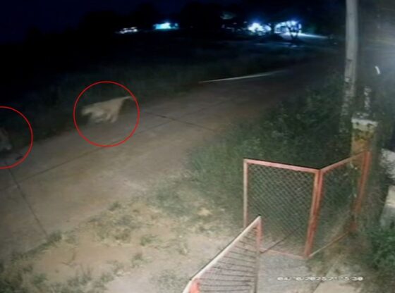 CCTV footage shows a lioness attacking a boy at night, highlighted by red circles.